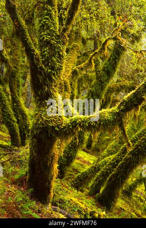 Tronc de chêne avec moss le long de Taylor Creek, Oregon, la Forêt Nationale Siskiyou Banque D'Images