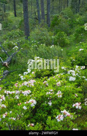 Jeffrey pine avec western azalea le long de huit dollars d'interprétation de la montagne, de la promenade de la zone dollar huit d'une préoccupation environnementale, Mauvais Banque D'Images