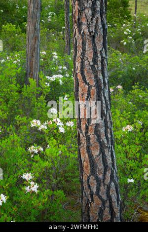 Jeffrey pine avec western azalea le long de huit dollars d'interprétation de la montagne, de la promenade de la zone dollar huit d'une préoccupation environnementale, Mauvais Banque D'Images