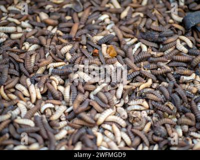 Gros plan de larves de mouche soldat noire (BSF) ou de mouche, fermes d'insectes Hermetia Illucens pour l'alimentation des poissons et des volailles. Banque D'Images