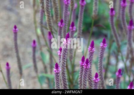 Gros plan des fleurs de Celosia argentea, communément appelées fleur de peigne à plumeaux. Banque D'Images