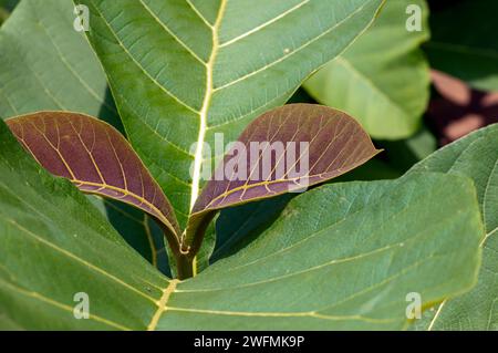 Plants de teck (Tectona grandis) avec des feuilles colorées dans la pépinière à Gunung Kidul, Yogyakarta, Indonésie. Banque D'Images