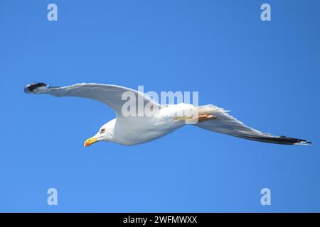 Une mouette dans la mer Égée, près du port du Pirée. Grèce. Banque D'Images