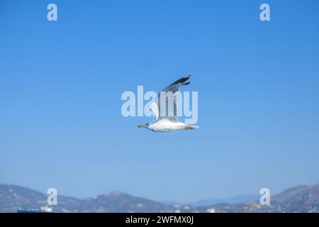 Une mouette dans la mer Égée, près du port du Pirée. Grèce. Banque D'Images