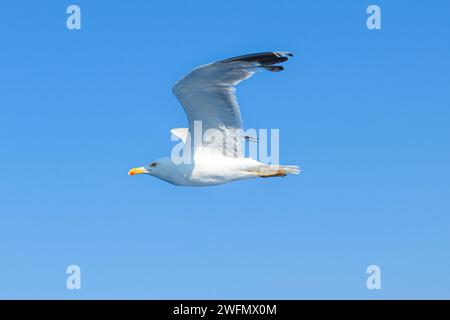 Une mouette dans la mer Égée, près du port du Pirée. Grèce. Banque D'Images