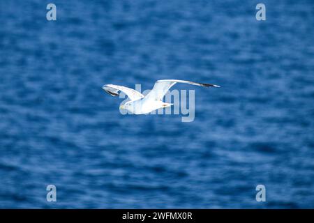 Une mouette dans la mer Égée, près du port du Pirée. Grèce. Banque D'Images