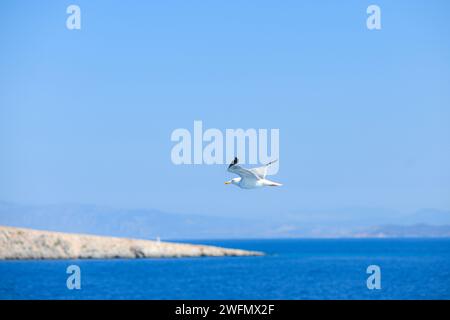 Une mouette dans la mer Égée, près du port du Pirée. Grèce. Banque D'Images