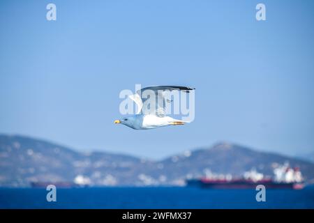 Une mouette dans la mer Égée, près du port du Pirée. Grèce. Banque D'Images