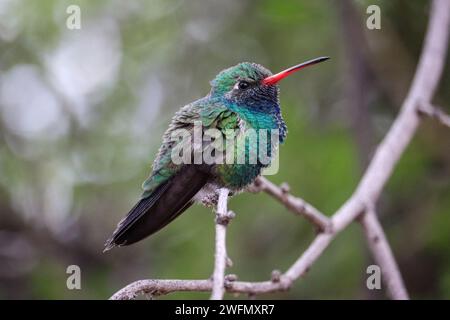Colibri mâle à bec large ou Cynanthus latirostris perché dans un arbre au ranch riverain en Arizona. Banque D'Images
