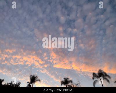 San Diego, Californie, États-Unis. 31 janvier 2024. Le coucher de soleil rose et orange resplendissant et varié à San Diego, en Californie, avant le début de l'Pineapple Express Pacific Storm qui secouera l'état le mercredi 31 janvier 2024 (image de crédit : © Rishi Deka/ZUMA Press Wire) À USAGE ÉDITORIAL UNIQUEMENT! Non destiné à UN USAGE commercial ! Banque D'Images