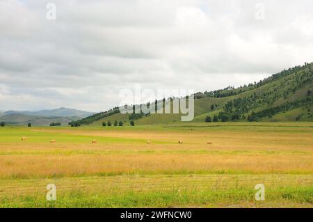Meules de foin fraîchement coupées au bord de la steppe au pied d'une douce colline sous un ciel nuageux d'été. Khakassia, Sibérie, Russie. Banque D'Images