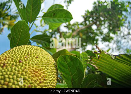 jackfruit mûr suspendu à l'arbre Banque D'Images