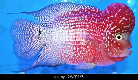 Plongez dans le monde vibrant de Kamfa Flower Horn Cichlid! 🐠✨ posséder un morceau de beauté aquatique avec ma captivante photographie de poissons. Parfait pour l'écran Banque D'Images