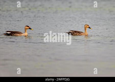 Deux canards à bec ponctuel dans un lac au Rajasthan, en Inde Banque D'Images