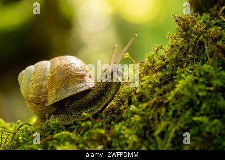 Un escargot de raisin lent rampant l'écorce d'un arbre envahi de mousse. Banque D'Images