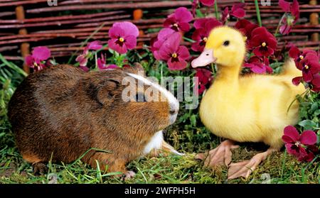 Caneton et cochon d'Inde dans le jardin. animaux de compagnie Banque D'Images