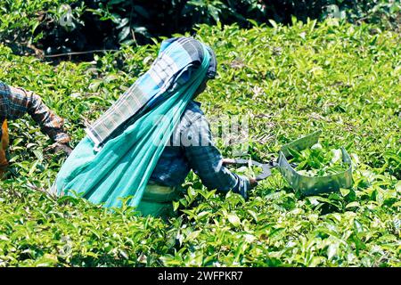 ouvrier de la ferme de thé arrachant les feuilles de thé dans une ferme au kerala Banque D'Images