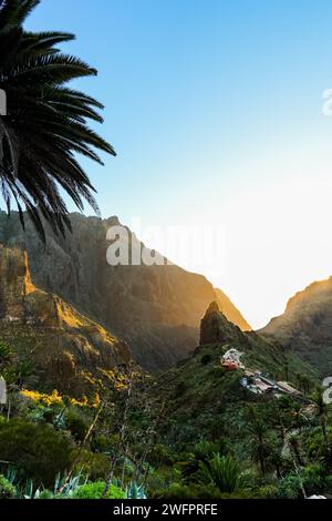 Un palmier contraste saisissant avec la chaîne de montagnes environnante dans la vallée de Masca, à Tenerife. Banque D'Images