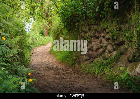 Un chemin de terre à travers une forêt de printemps vibrante, bordée d'arbres et de murs de pierre et parsemée de mousse et de fleurs sauvages Banque D'Images