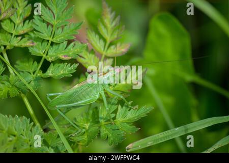 Portrait d'un grand buisson-cricket vert Tettigonia cantans) assis sur une feuille Banque D'Images