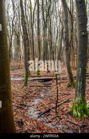 Nationalpark Hainich Der Nationalpark Hainich, der Am 31. Décembre 1997 gegründet wurde, ist der 13. Nationalpark Deutschlands und der einzige à Thüringen. Eines der wichtigsten Ziele des 7500 Hektar großen Parks ist der Schutz des heimischen Buchenwaldes. Seit dem 25. Juni 2011 zählt der Nationalpark Hainich zum UNESCO-Weltnaturerbe Buchenurwälder und Alte Buchenwälder der Karpaten und anderer Regionen Europas. wikipedia Bad Langensalza Thüringen Deutschland *** Parc national de Hainich le Parc national de Hainich, fondé le 31 décembre 1997, est le 13e parc national d'Allemagne Banque D'Images