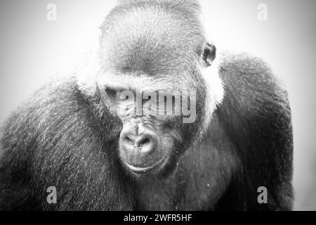 Gorille des basses terres orientales (Gorille de Grauer) Banque D'Images