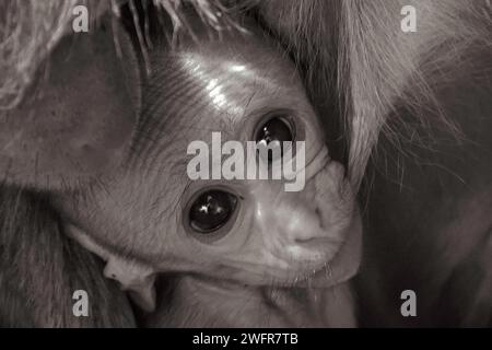 Portrait en gros plan d'un bébé singe dans l'étreinte de sa mère en niveaux de gris Banque D'Images