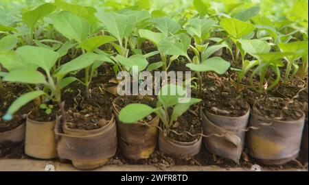 Les feuilles des plants d'aubergines commencent à devenir un peu plus larges et plus épaisses Banque D'Images