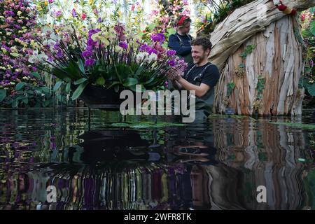 Les horticulteurs de Kew assistent à des expositions florales lors de l'appel photo pour le prochain Festival des orchidées à Kew Gardens, Londres. Le festival se déroule du samedi au dimanche 3 mars. Date de la photo : jeudi 1 février 2024. Banque D'Images