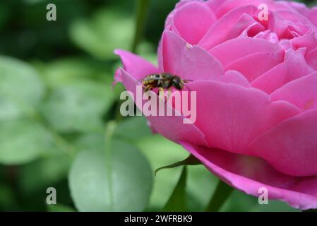 Beau gros bourgeon d'une rose rose fleurie avec une grosse abeille sur le pétale. Banque D'Images