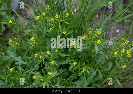 Gift-Hahnenfuß, Gift-Hahnenfuss, Gifthahnenfuß, Giftiger Hahnenfuß, Ranunculus sceleratus, buttercup blister, buttercup maudit, buttercu à feuilles de céleri Banque D'Images