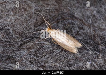 Kleidermotte, Kleider-Motte, Motte, Motten, Mottenbefall, zwischen Rohwolle, Wolle, Schafwolle, Tineola bisselliella, mite des vêtements communs, sangle cl Banque D'Images