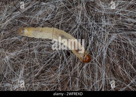 Kleidermotte, Kleider-Motte, Motte, Motten, Mottenbefall, Raupe, Larve, zwischen Rohwolle, Wolle, Schafwolle, Tineola bisselliella, vêtements communs mot Banque D'Images