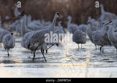 Sandhill Crane Bernardo Waterfowl Area – Bosque, Nouveau Mexique États-Unis Banque D'Images