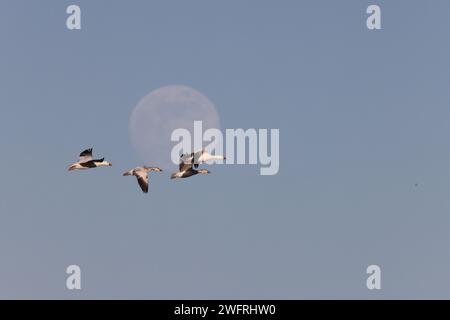 Oies des neiges et pleine lune Bernardo Waterfowl Area – Bosque, Nouveau Mexique États-Unis Banque D'Images