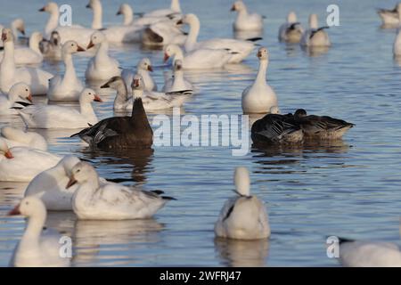 Oies des neiges Bernardo Waterfowl Area – Bosque, Nouveau-Mexique États-Unis Banque D'Images