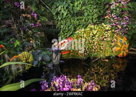 Londres, Royaume-Uni. 01 février 2024. Les horticulteurs de Kew mettent la touche finale aux expositions centrales avec des orchidées et des bromélias qui prennent une place de choix. Le festival annuel des orchidées de Kew Gardens au Conservatoire Princess of Wales cette année est une célébration de la beauté et de la biodiversité de Madagascar. Il se déroule du 3 février au 3 mars 2024. Crédit : Imageplotter/Alamy Live News Banque D'Images