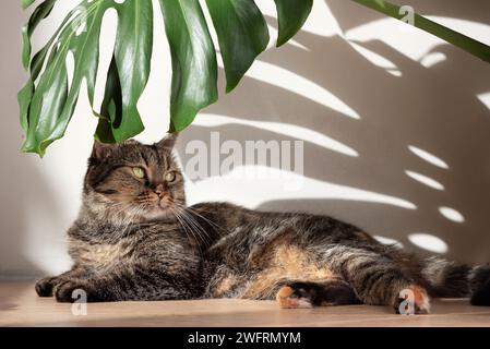 Feuille de Monstera avec des ombres dures de la lumière du jour et un chat domestique couché sur le fond d'un mur de béton blanc. Minimalisme. Banque D'Images