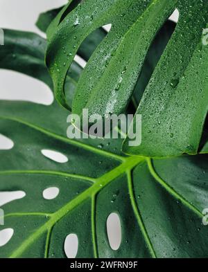 Monstera laisse en gros plan avec des gouttes d'eau sur fond blanc. Concept minimal de plante d'intérieur. Banque D'Images