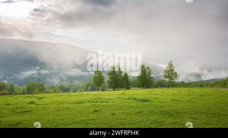 paysage rural des carpates avec des prairies verdoyantes et des pâturages. paysage de campagne avec des arbres dans la brume derrière les champs herbeux et les collines de l'ukrainien Banque D'Images