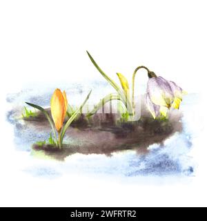 Fleurs primaires aquarelle peint clipart illustration arrivée du printemps réveil de la nature après l'hiver fonte de neige, crocus jaunes gouttes de neige Banque D'Images