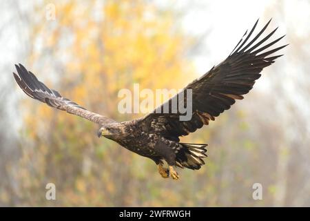 Oiseaux de proie prédateur majestueux Aigle à queue blanche, Haliaeetus albicilla en Pologne nature sauvage Banque D'Images