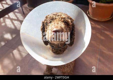 mignon chien romagnolo lagotto avec collier elizabethan chien Banque D'Images
