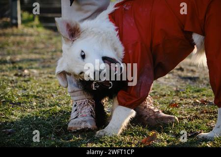 Deux chiens drôles dehors s'amusent à jouer ensemble debout à côté des pieds du propriétaire. Un Golden retriever dans un costume de protection contre la saleté et la pluie. A litt Banque D'Images
