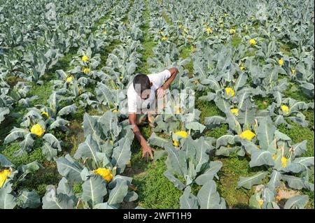 Un jeune agriculteur avec Valentina et Corotina, 2 variétés de chou-fleur, qui sont anti-diabétiques et anti-cancer cultivés sur ses champs. Il a d'abord collecté 8 000 graines en Inde, et avec l'aide de la Direction de l'extension de l'agriculture de Gowainghat Upazila, il a cultivé du chou-fleur de 6 couleurs dans le village de Barnagar de Fatehpur Union dans l'upazila de Gowainghat, district de Sylhet. Sylhet, Bangladesh. Banque D'Images