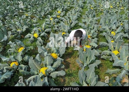 Un jeune agriculteur avec Valentina et Corotina, 2 variétés de chou-fleur, qui sont anti-diabétiques et anti-cancer cultivés sur ses champs. Il a d'abord collecté 8 000 graines en Inde, et avec l'aide de la Direction de l'extension de l'agriculture de Gowainghat Upazila, il a cultivé du chou-fleur de 6 couleurs dans le village de Barnagar de Fatehpur Union dans l'upazila de Gowainghat, district de Sylhet. Sylhet, Bangladesh. Banque D'Images