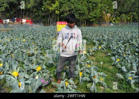 Un jeune agriculteur avec Valentina et Corotina, 2 variétés de chou-fleur, qui sont anti-diabétiques et anti-cancer cultivés sur ses champs. Il a d'abord collecté 8 000 graines en Inde, et avec l'aide de la Direction de l'extension de l'agriculture de Gowainghat Upazila, il a cultivé du chou-fleur de 6 couleurs dans le village de Barnagar de Fatehpur Union dans l'upazila de Gowainghat, district de Sylhet. Sylhet, Bangladesh. Banque D'Images