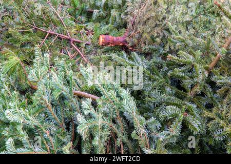 Dépôt de sapin de Noël : recyclage festif dans Urban Park. Banque D'Images