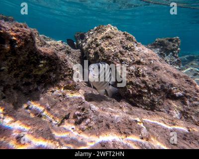 Le dascyllus (Dascyllus trimaculatus), connu sous le nom de domino damsel ou simplement domino, est une espèce de damégoïste de la famille des Pomacentridae und Banque D'Images