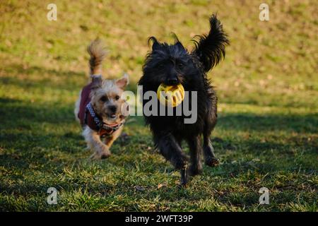 Deux chiens s'amusent à jouer dans un parc printanier par une journée ensoleillée. Un chiot noir s'enfuit d'un terrier avec une balle dans sa bouche Banque D'Images